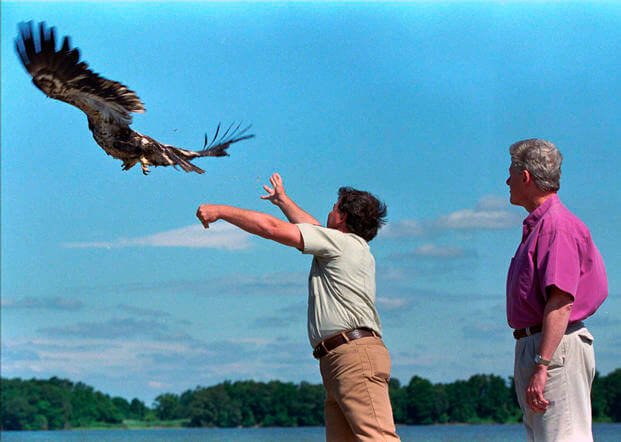 President Bill Clinton watches as an American Bald Eagle is released into the wild.