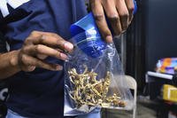 A vendor bags psilocybin mushrooms at a cannabis marketplace