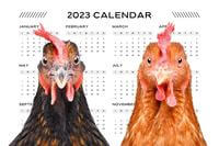 two chickens stare at 2023 calendar