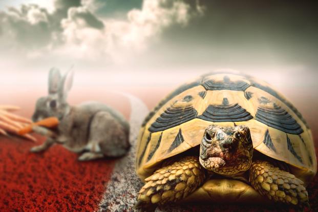 introvert turtle takes the lead on bunny